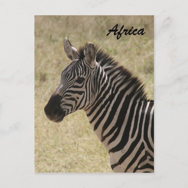 Carte Postale zèbre crinée (Devant)