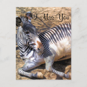 Carte Postale Zèbre de l'amour_