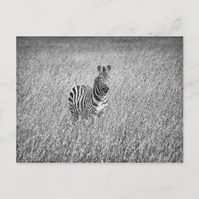 Carte Postale Zèbre en herbe haute (Devant)