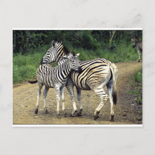 Carte Postale zèbre et bébé