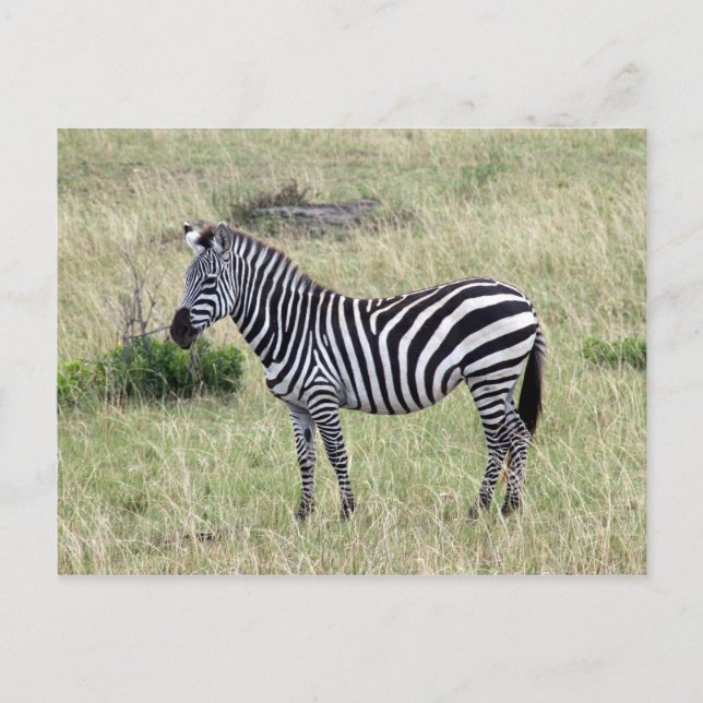 Carte Postale zèbre fier (Devant)