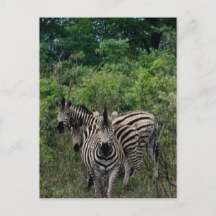 Carte Postale zèbre hwange
