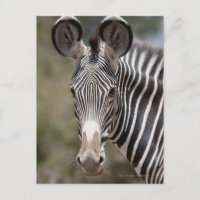 Zèbre, Kenya, Afrique