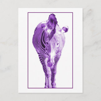 Carte Postale Zèbre pourpre