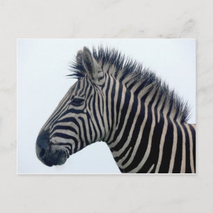 Carte Postale Zèbre Safari Mignon Africain Élégantes Rayures