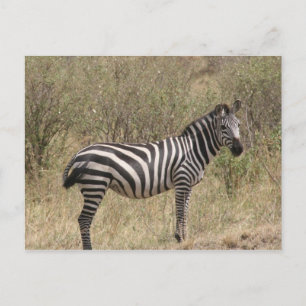 Carte Postale zèbre solitaire