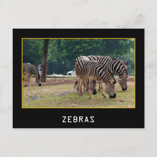 Carte Postale Zèbres