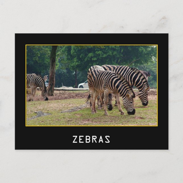 Carte Postale Zèbres (Devant)