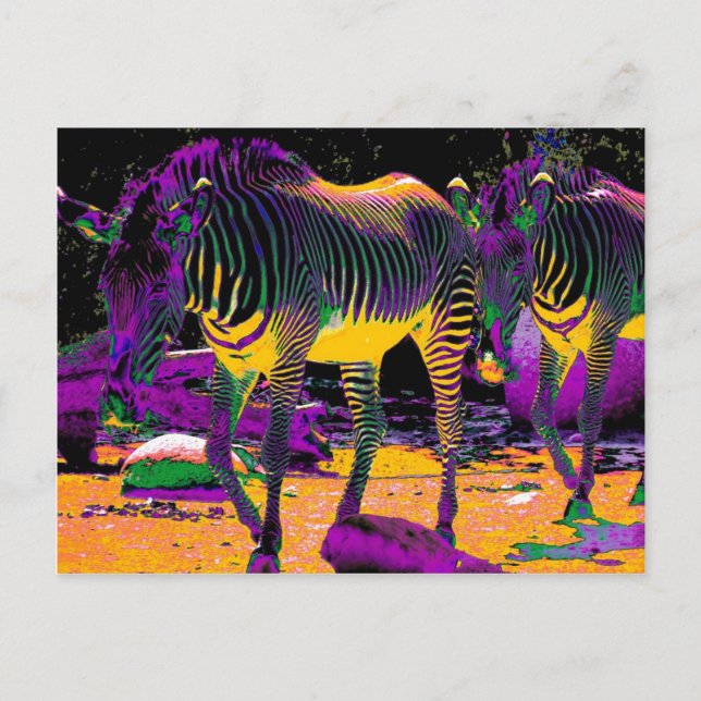 Carte Postale Zèbres colorés (Devant)