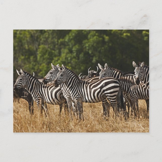 Carte Postale Zèbres de Burchell (Equus Burchellii) (Devant)