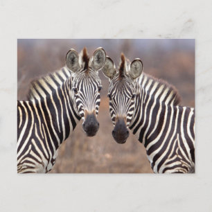 Carte Postale Zèbres des plaines, parc national Kruger