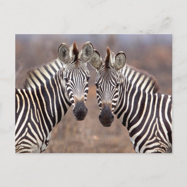 Carte Postale Zèbres des plaines, parc national Kruger (Devant)