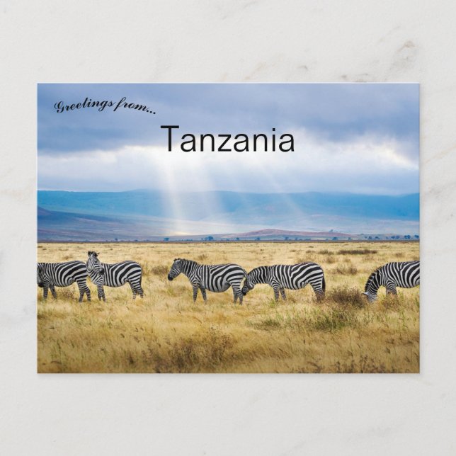 Carte Postale Zèbres en Tanzanie  (Devant)