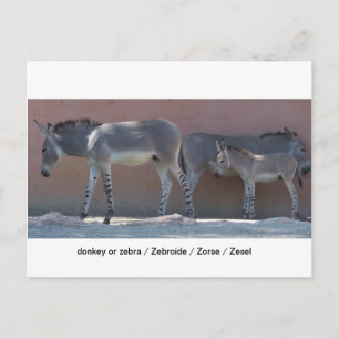 Carte Postale Zebrode
