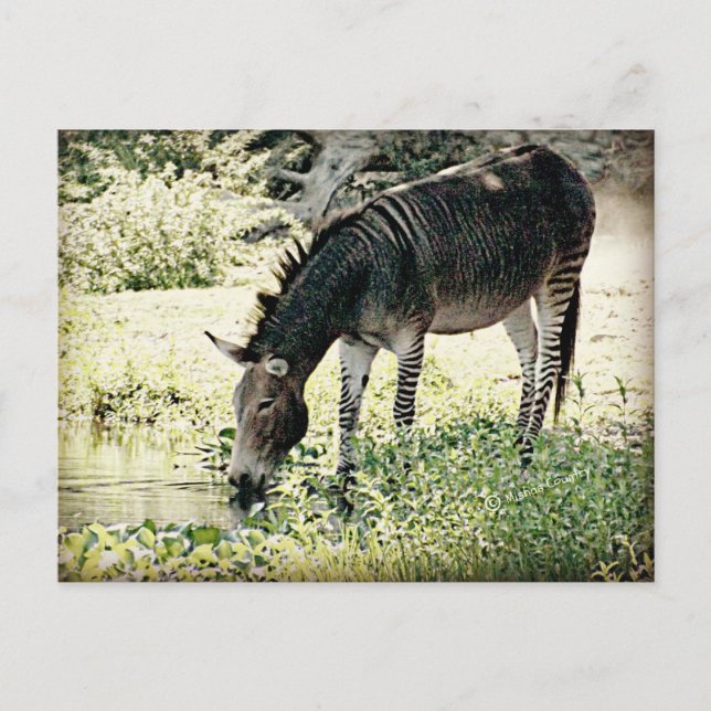 Carte Postale Zedonk (Devant)