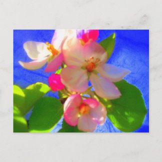 Carte postale Zen Blossoms