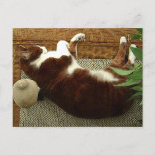 Carte Postale Zen Cat
