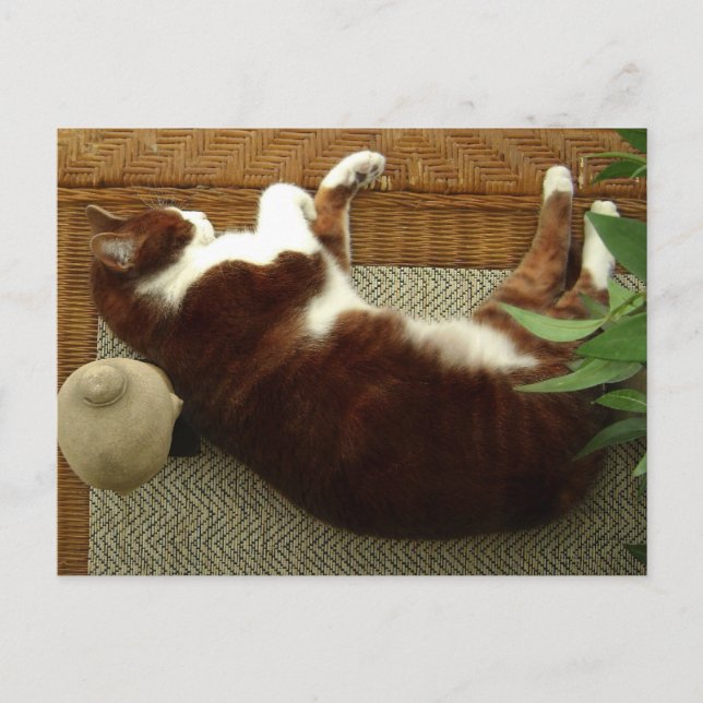 Carte Postale Zen Cat (Devant)
