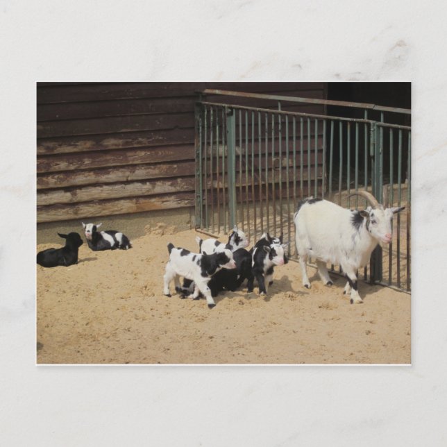 Carte Postale Ziegenfamilie (Devant)