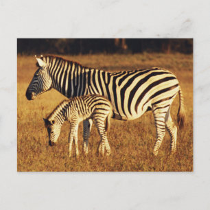 Carte Postale Zimbabwe, parc national de Hwange, Linkwasha