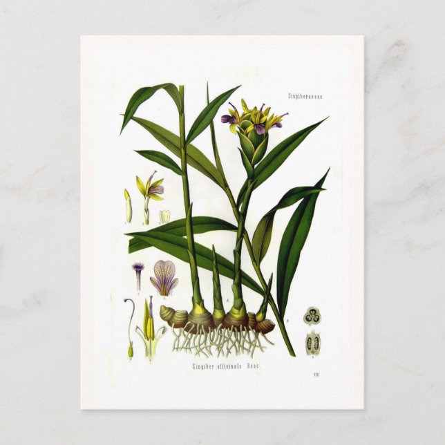 Carte Postale Zingiber officinalis (ginger) (Devant)