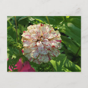 Carte postale Zinnia
