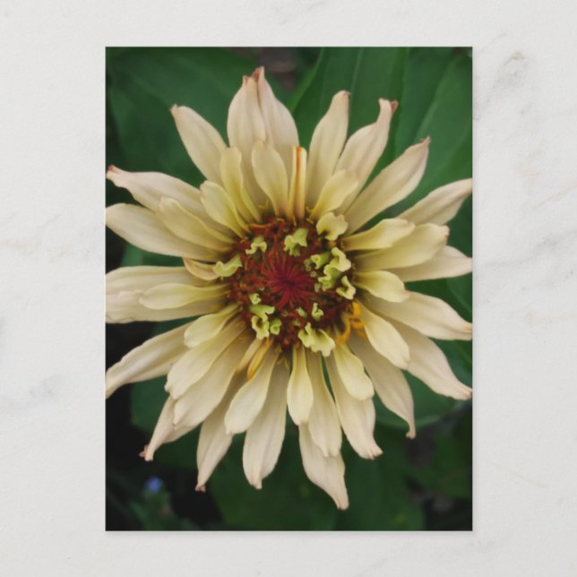 Carte postale Zinnia Flower (Devant)