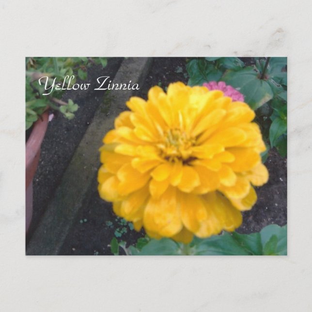 Carte Postale Zinnia jaune (Devant)