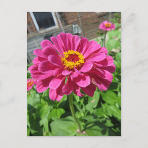 Carte Postale Zinnia rose