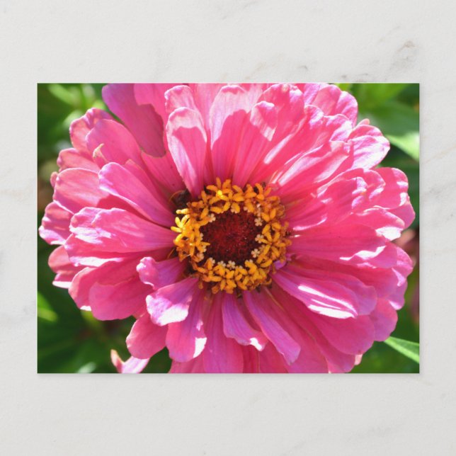 Carte Postale Zinnia rose (Devant)