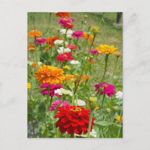 Carte postale "Zinnias 4."