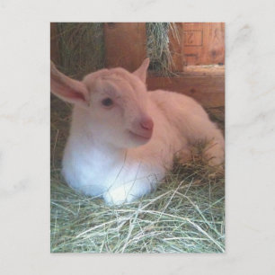 Carte postale Zoe's Doiling