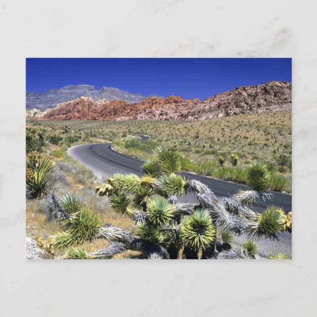 Carte Postale Zone nationale de conservation de Red Rock Canyon, (Devant)