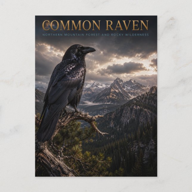 Carte Postale Zone sauvage de Common Raven Mountain FAUNE (Devant)