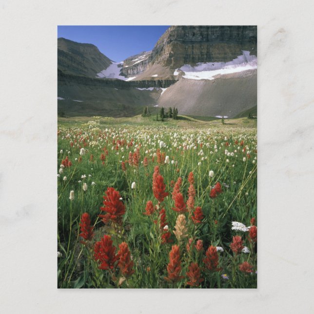 CARTE POSTALE ZONE SAUVAGE DU MONT TIMPANOGOS, UT, US, (Devant)