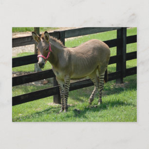 Carte Postale Zonkey nommé Donkey et Zebra mix