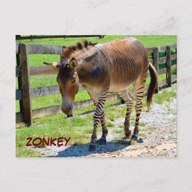 Carte Postale Zonkey partie Zebra et Donkey (Devant)