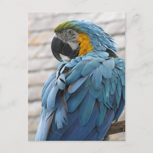 Carte Postale Zoo Audubon (Devant)