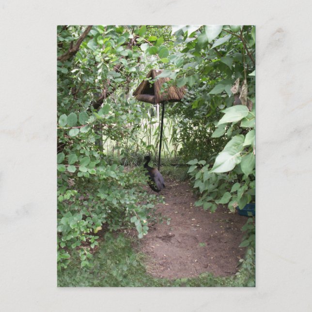 Carte Postale Zoo Bird house (Devant)