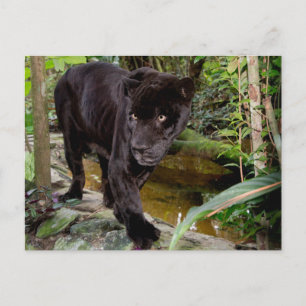Carte Postale Zoo de la ville de Belize. Panthère noire