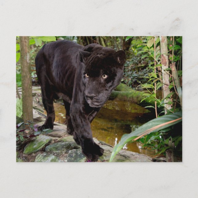 Carte Postale Zoo de la ville de Belize. Panthère noire (Devant)