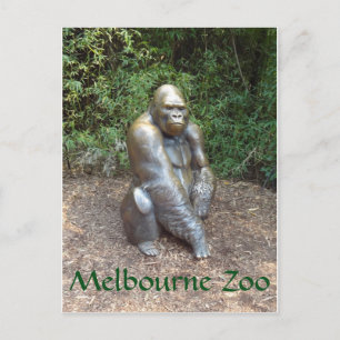 Carte Postale Zoo de Melbourne Gorilla