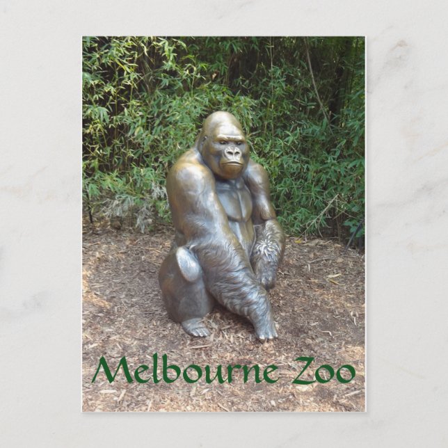 Carte Postale Zoo de Melbourne Gorilla (Devant)