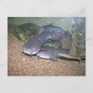 Carte Postale Zoo de pêche de poisson-chat