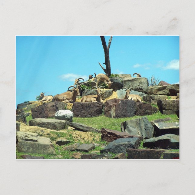 Carte Postale Zoo de Philadelphie (Devant)