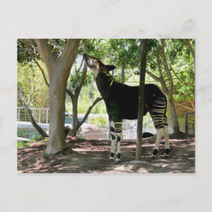 Carte Postale Zoo de San Diego