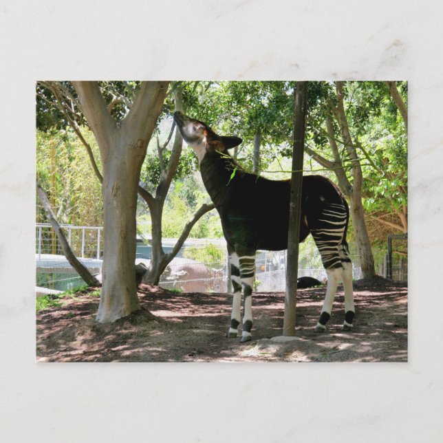 Carte Postale Zoo de San Diego (Devant)