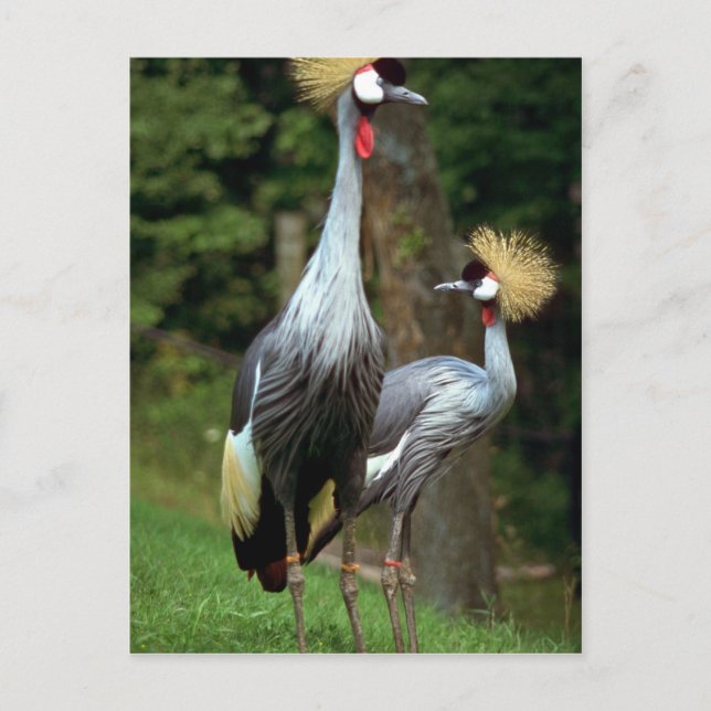 Carte Postale Zoo de San Francisco (Devant)