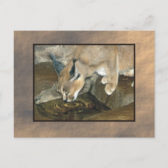 Carte Postale zoo lynx (Devant)