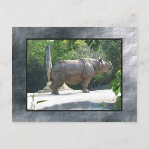 Carte Postale zoo rino